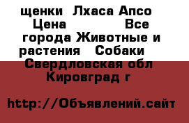 щенки  Лхаса Апсо › Цена ­ 20 000 - Все города Животные и растения » Собаки   . Свердловская обл.,Кировград г.